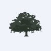 Live Oak Acquisition Corp. V Class A Ordinary Shares logo
